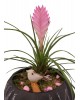 Saksıda Tillandsia Cyanea Aranjmanı